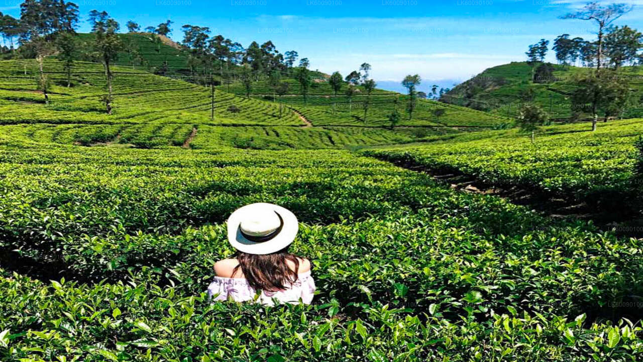 Tea Estate Experience from Ella