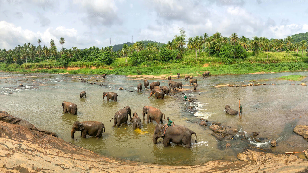 Pinnawala Elephant Orphanage from Bentota