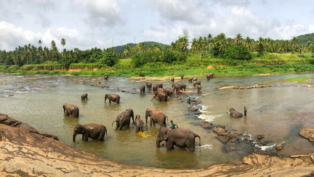 Kandy City Tour from Colombo