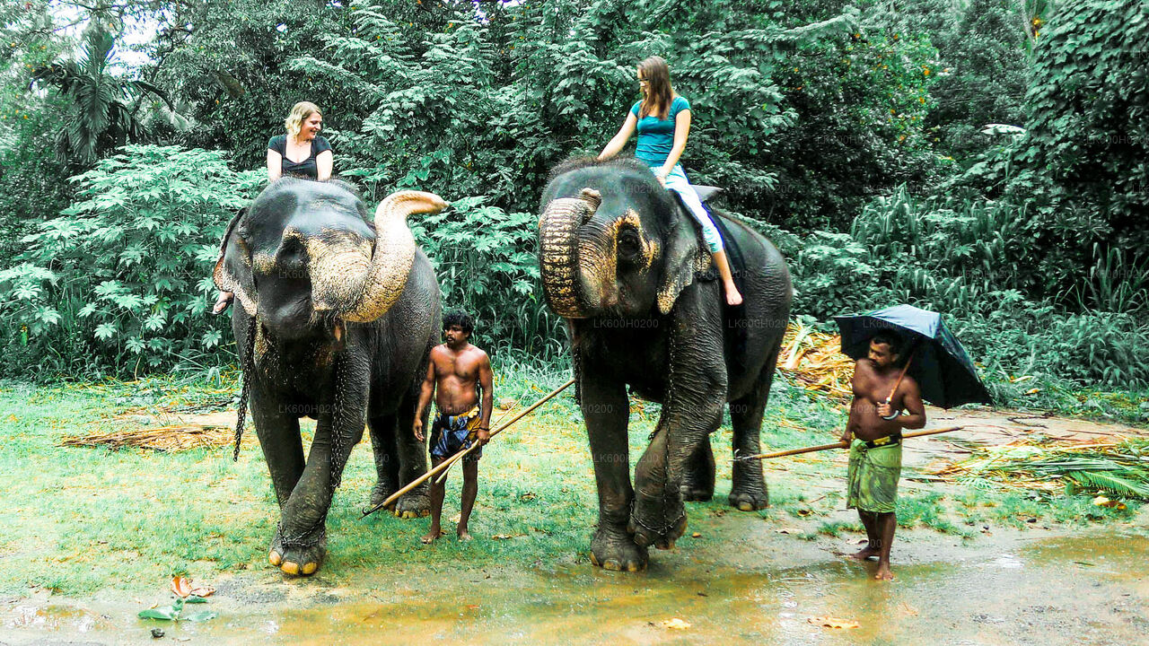 Pinnawala Elephant Orphanage from Colombo