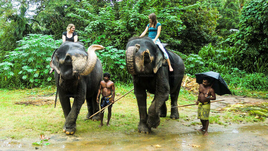 Millennium Elephant Foundation Visit from Colombo Airport