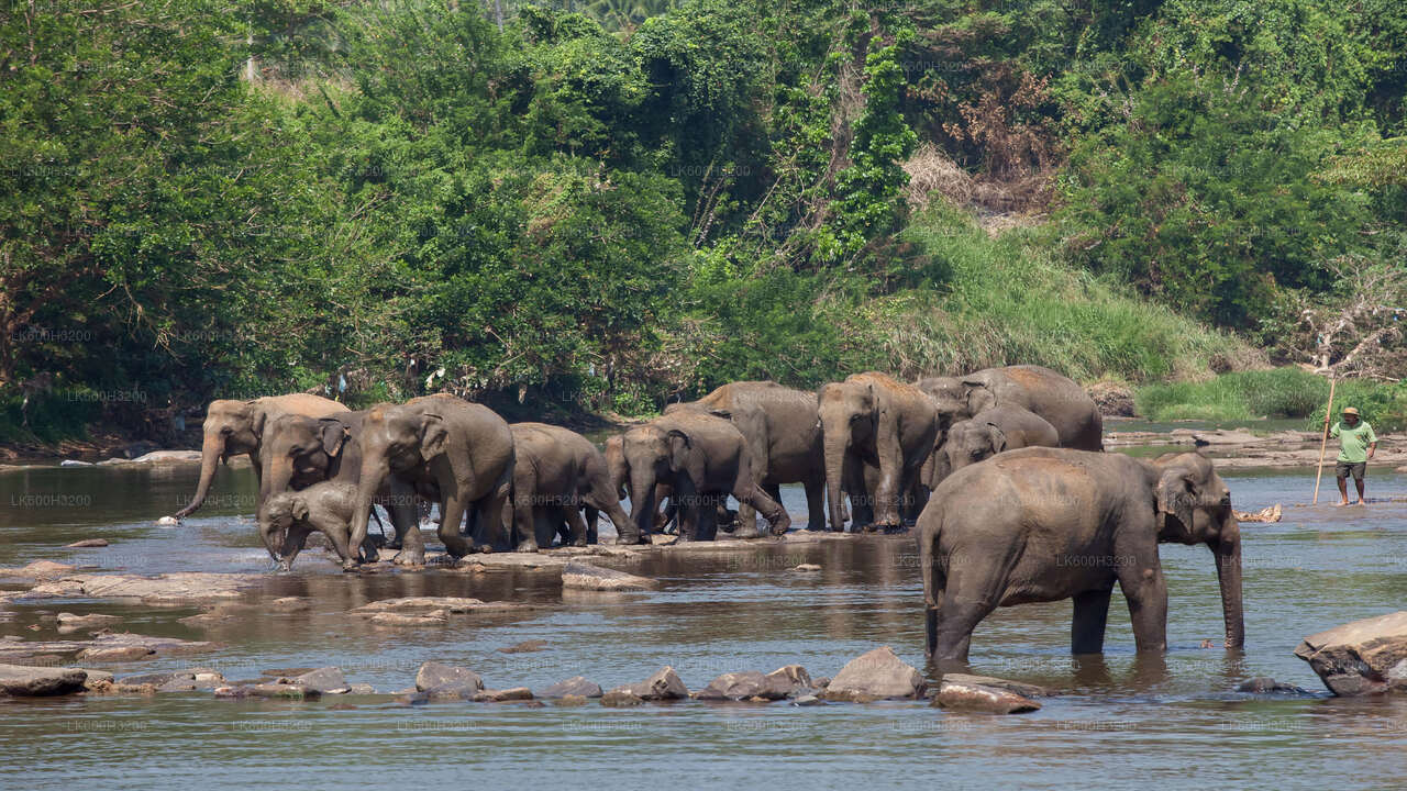 Pinnawala Elephant Orphanage and Village Tour from Colombo