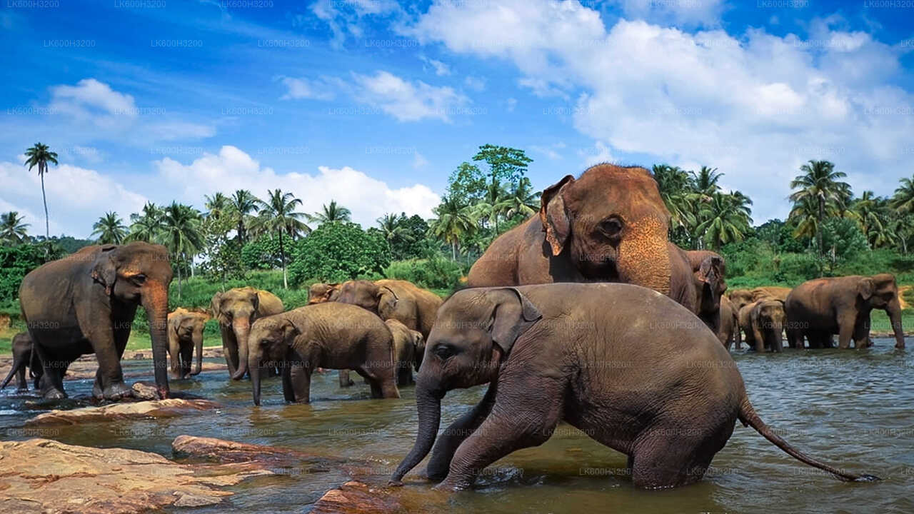 Pinnawala Elephant Orphanage and Village Tour from Colombo