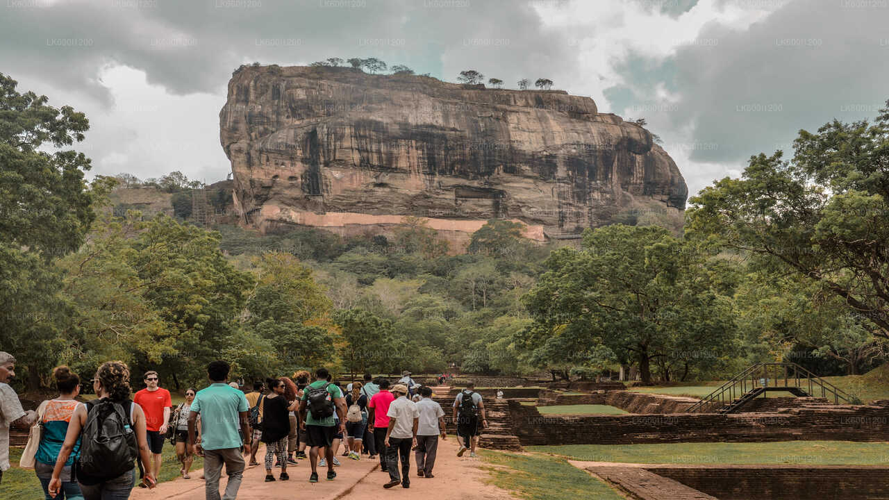 Sigiriya Rock and Wild Elephant Safari from Dambulla