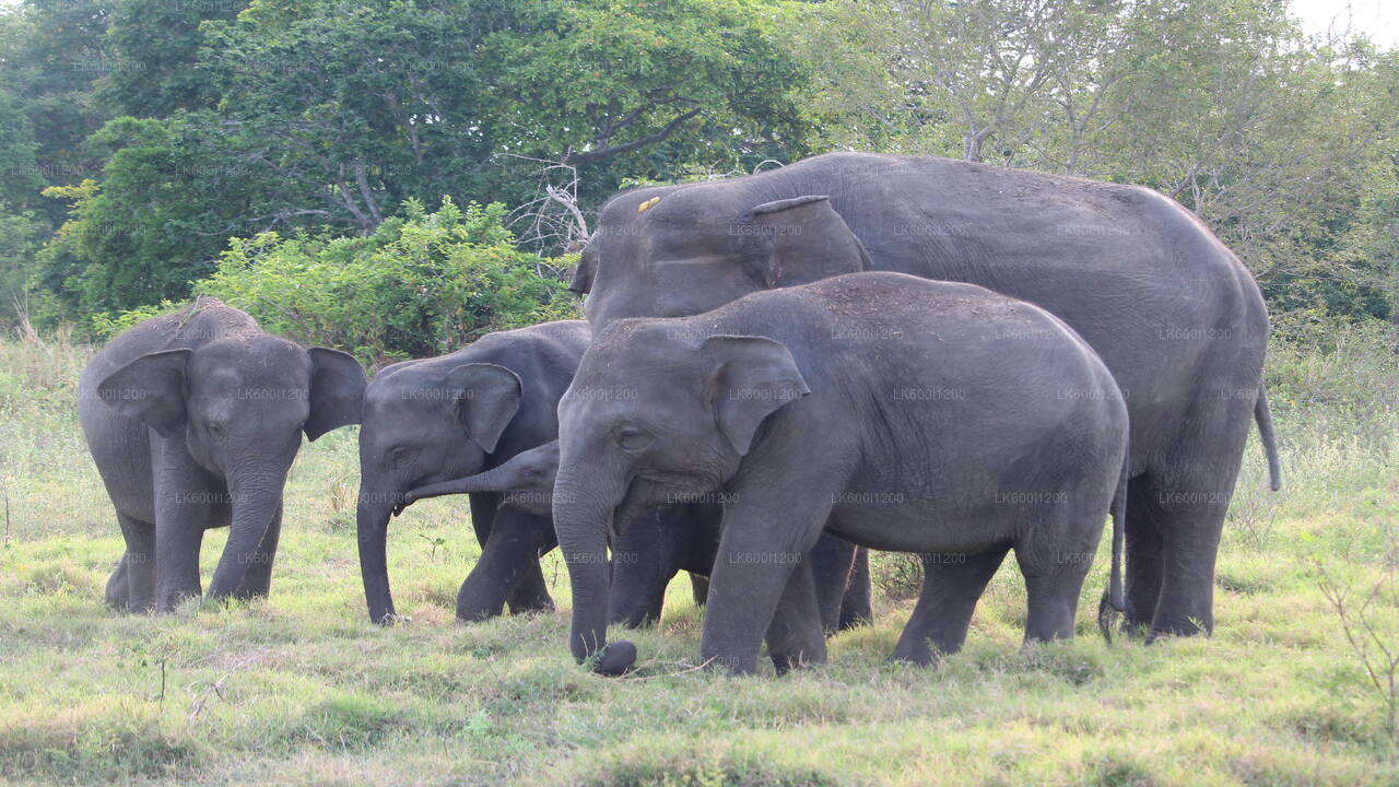 Sigiriya Rock and Wild Elephant Safari from Dambulla