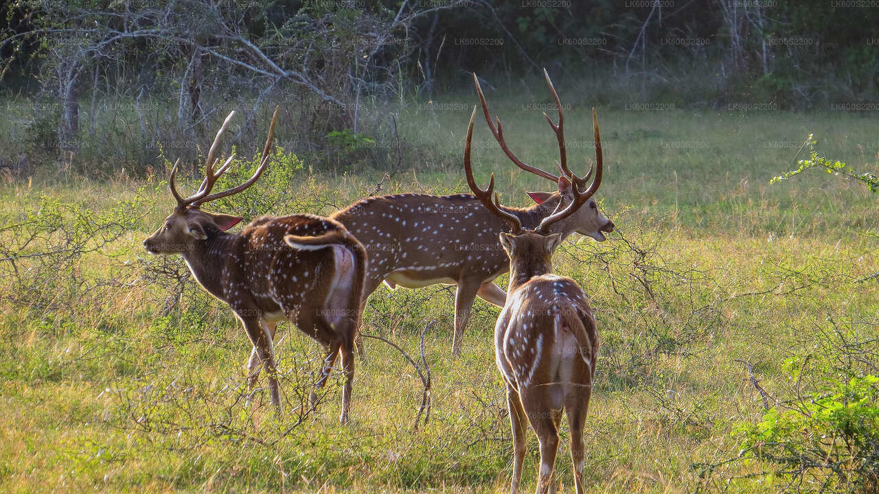 Wilpattu National Park Safari from Habarana