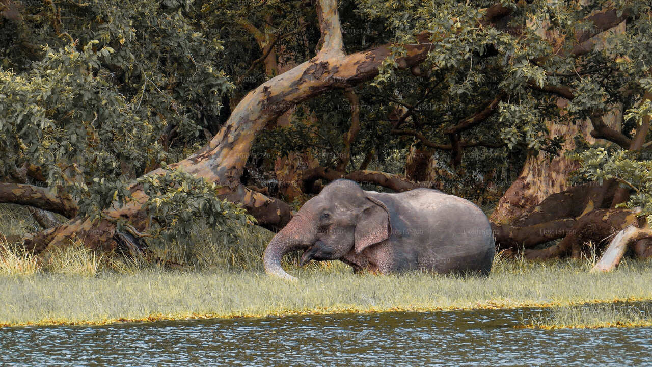 Wilpattu National Park Safari from Kalpitiya