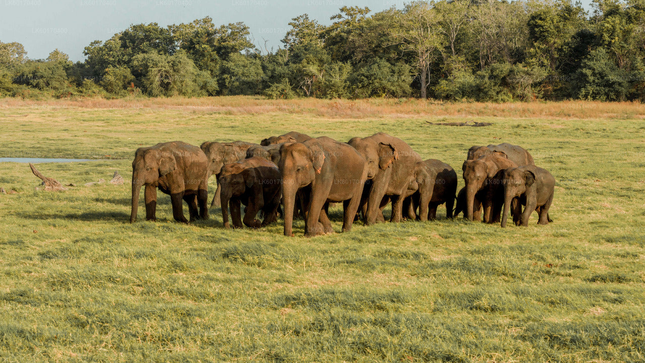 Sigiriya Rock and Wild Elephant Safari from Kandy