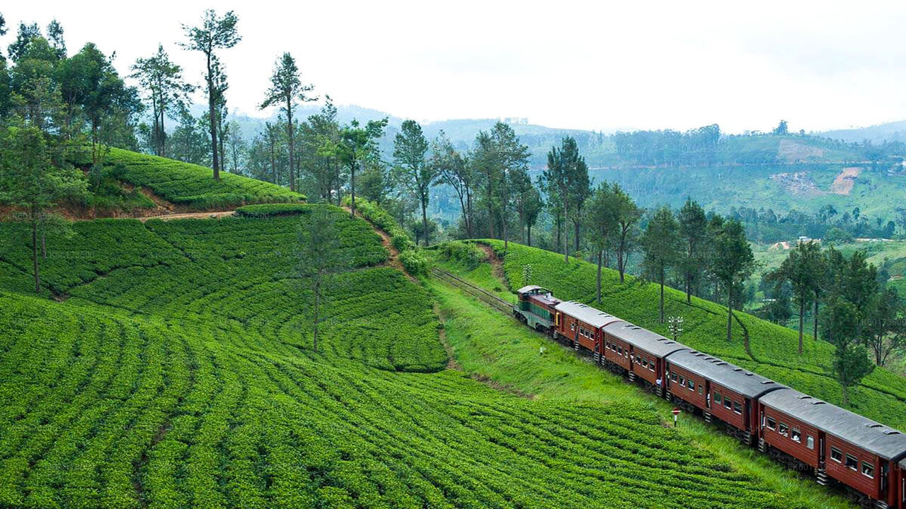 Scenic Train Ride to Ella from Kandy
