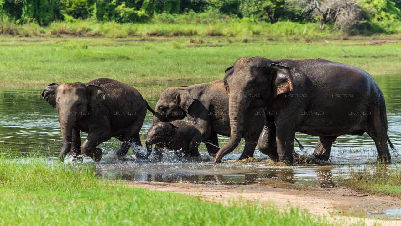 Hurulu Eco Park Safari from Kandy