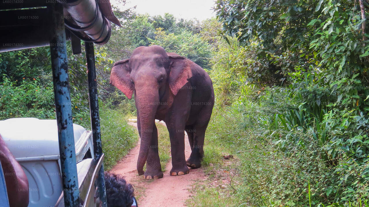 Wasgamuwa National Park Safari from Kandy