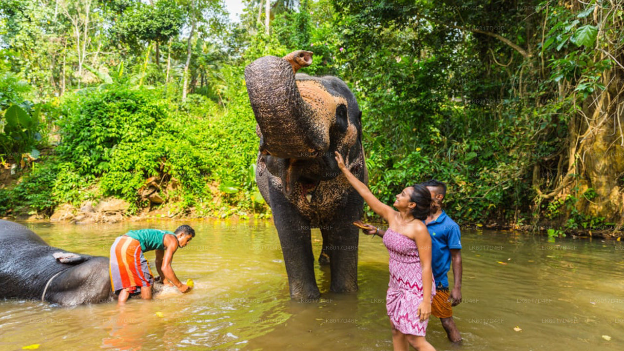 Millennium Elephant Foundation from Colombo Port (Private Day Tour)