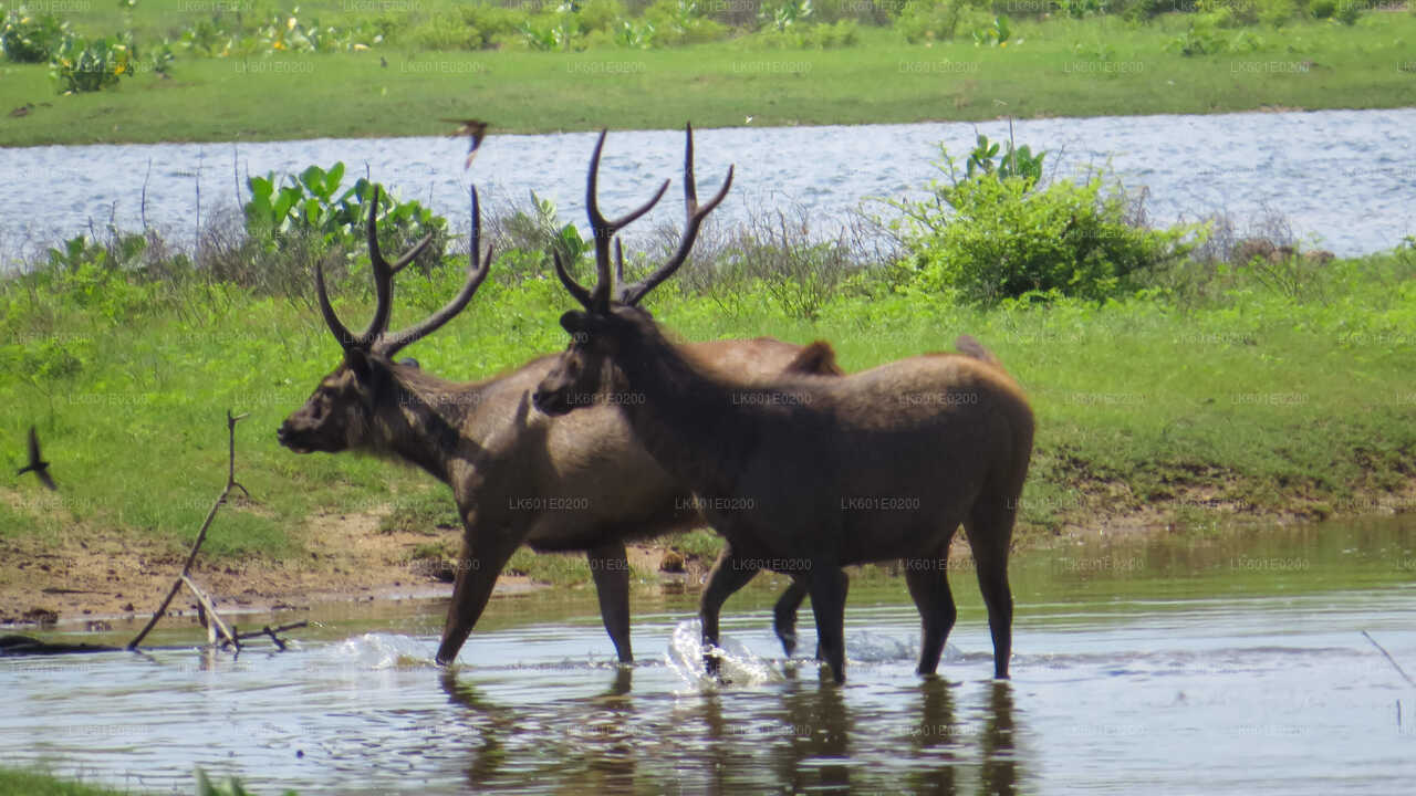 Yala National Park Safari from Koggala