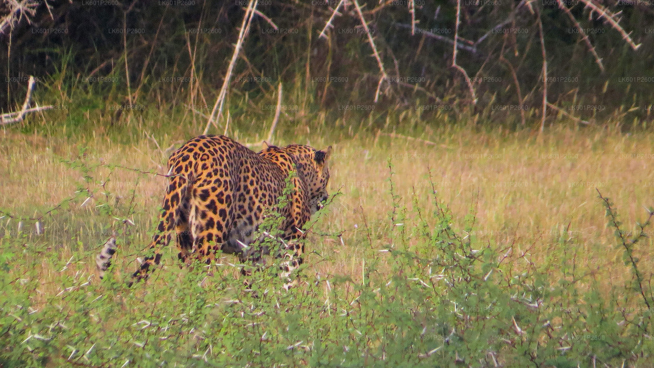 Wilpattu National Park Safari from Negombo