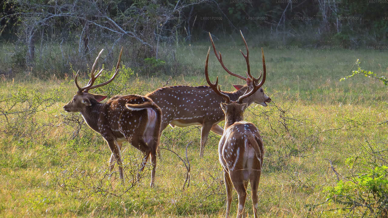 Wilpattu National Park Safari from Negombo