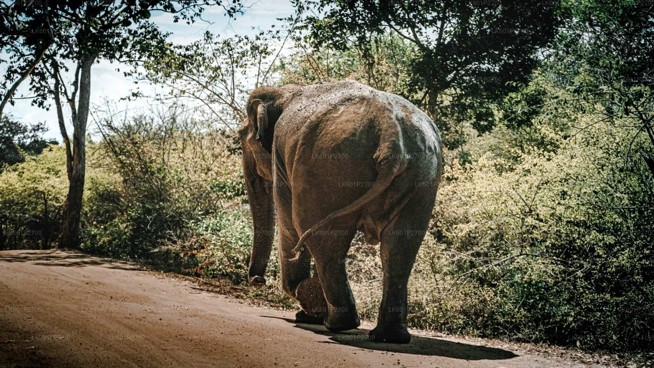 Sigiriya Rock and Wild Elephant Safari from Negombo