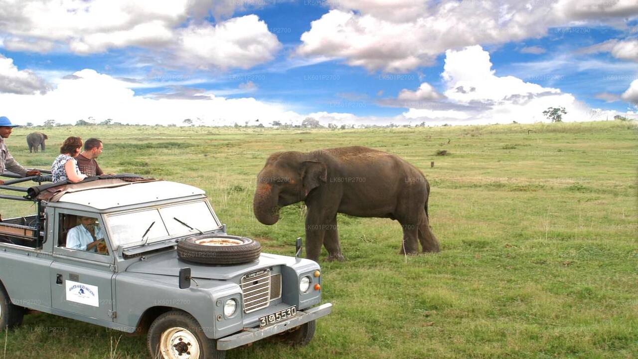 Sigiriya Rock and Wild Elephant Safari from Negombo
