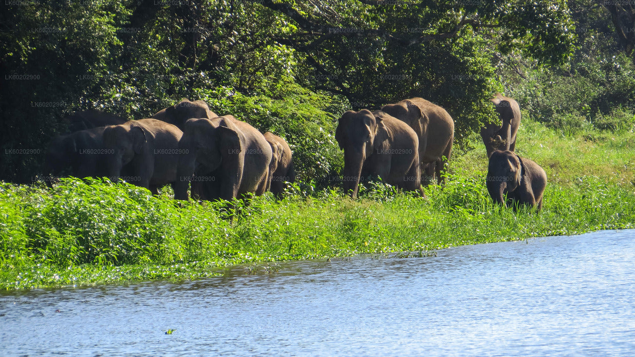 Wasgamuwa National Park Safari from Sigiriya