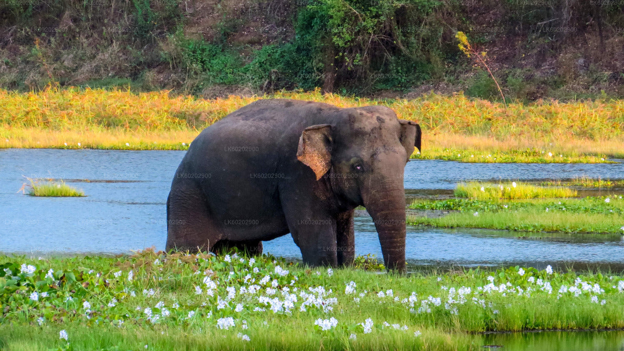 Wasgamuwa National Park Safari from Sigiriya