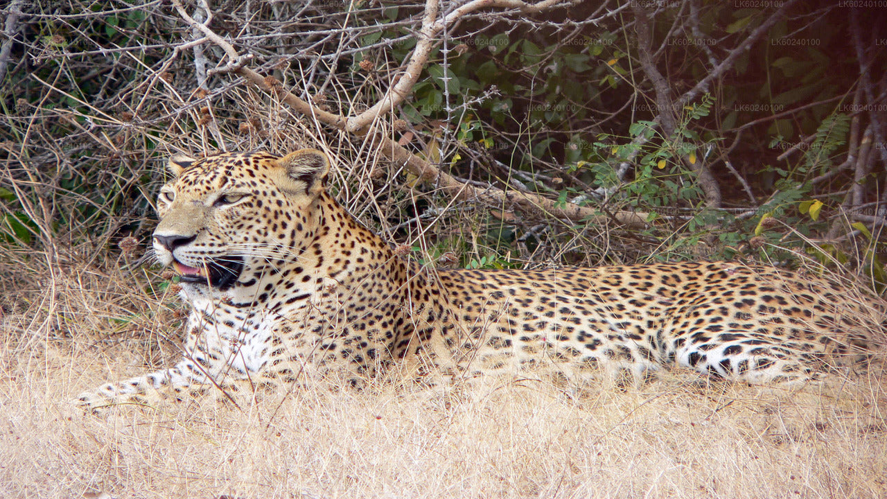 Yala National Park Safari from Udawalawe