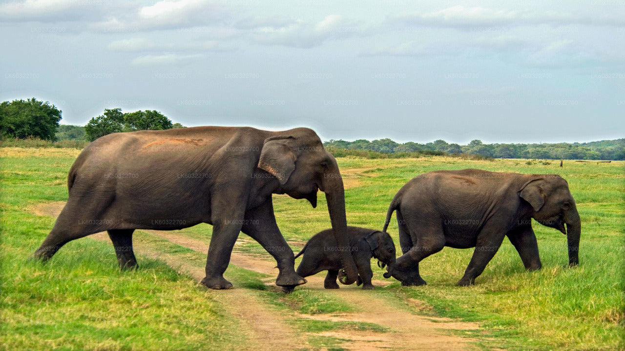 Minneriya National Park Private Safari from Habarana