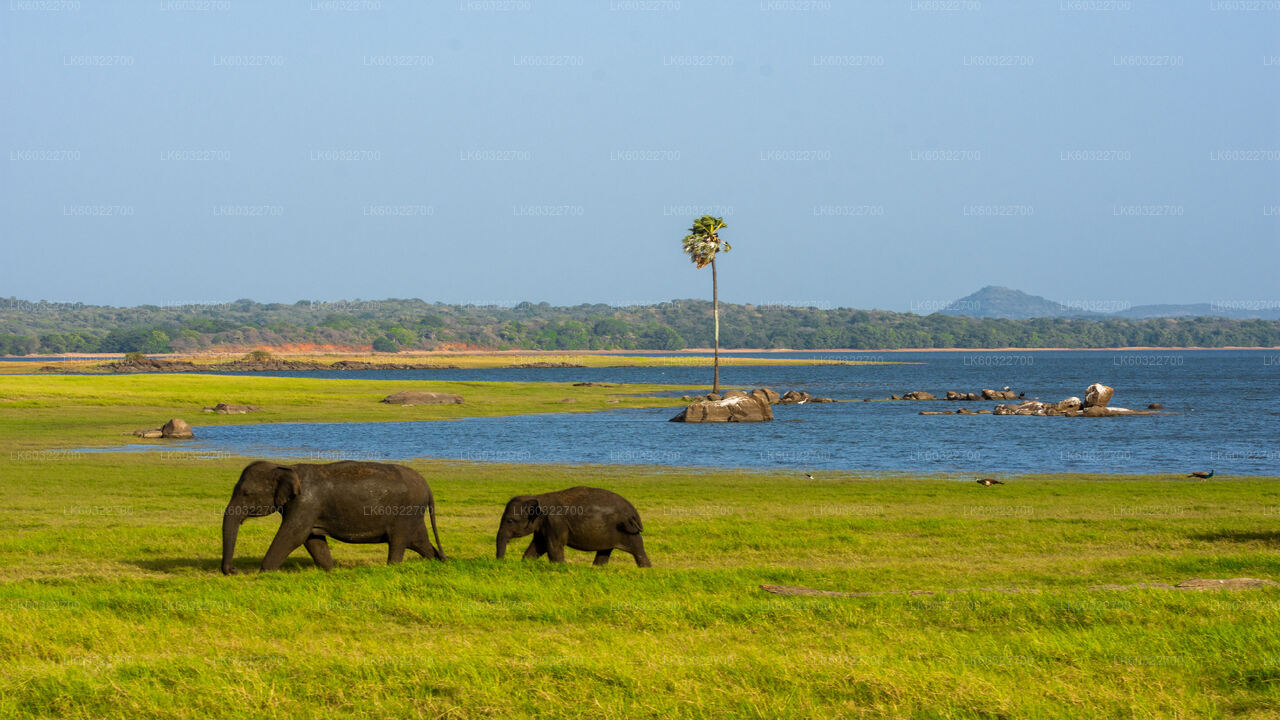 Minneriya National Park Private Safari from Habarana