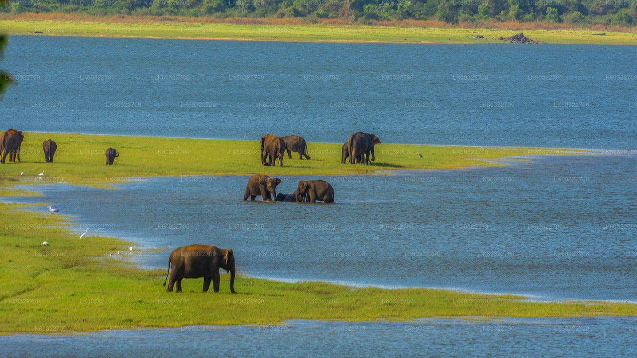 Minneriya National Park Private Safari from Habarana