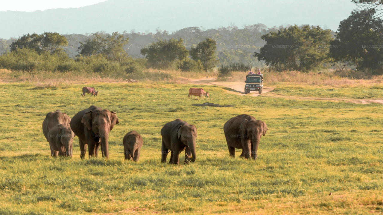 Minneriya National Park Private Safari from Habarana