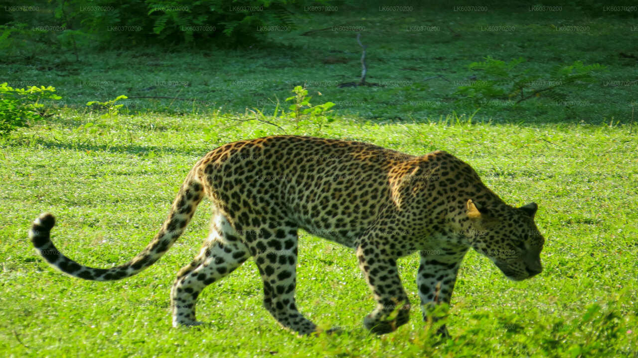 Yala National Park Safari from Koggala