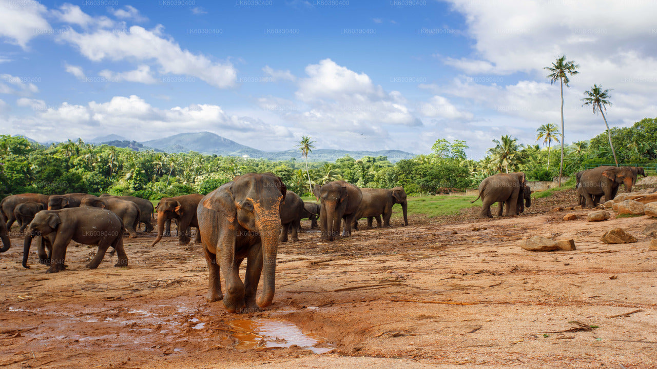 Pinnawala Elephant Orphanage from Balapitiya