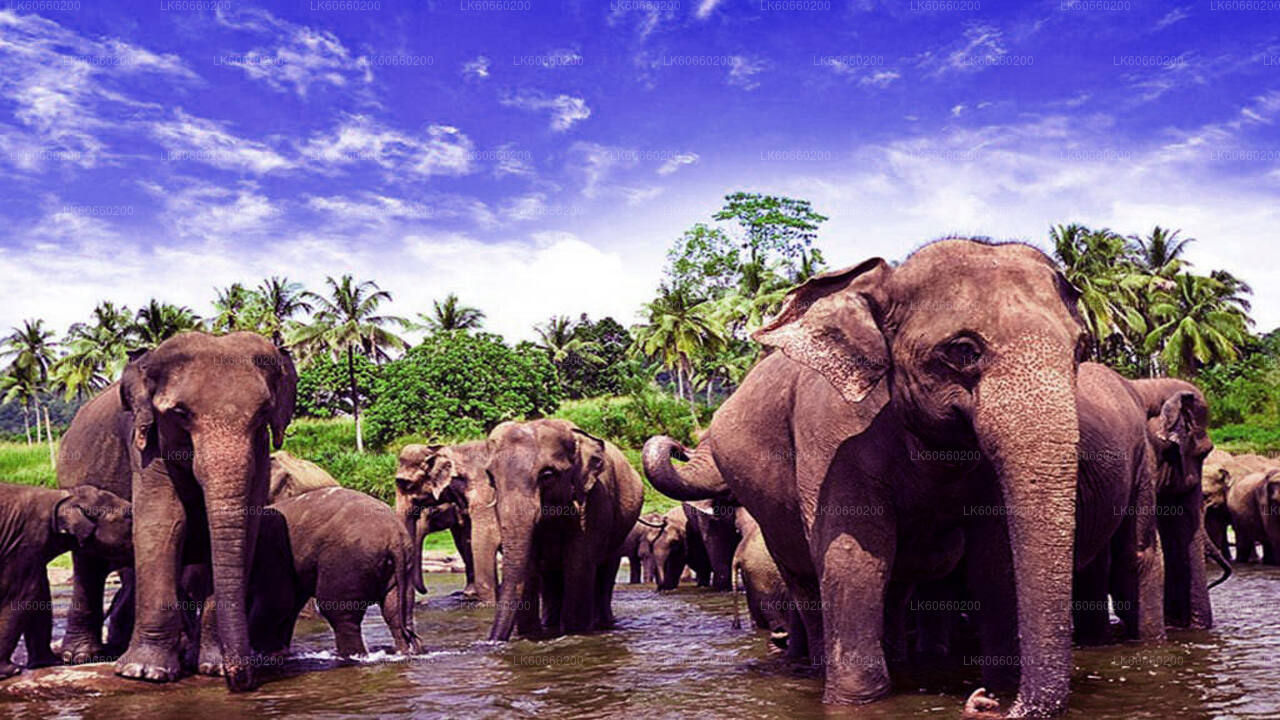 Pinnawala Elephant Orphanage from Mount Lavinia