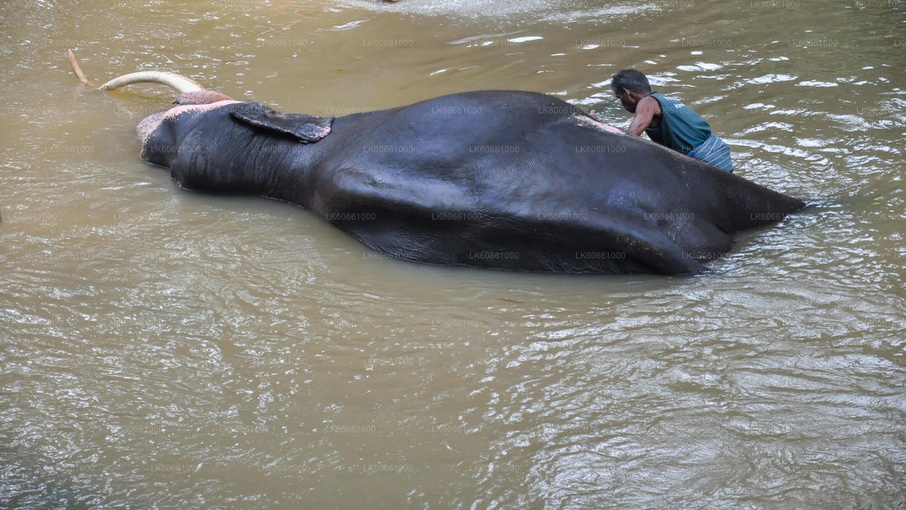 Millennium Elephant Foundation Visit from Mount Lavinia