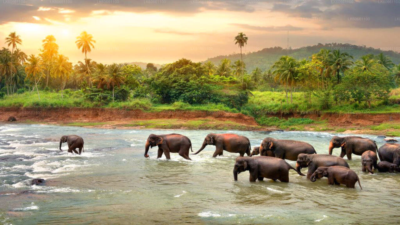 Kandy City Tour and Millennium Elephant Foundation Visit from Mount Lavinia