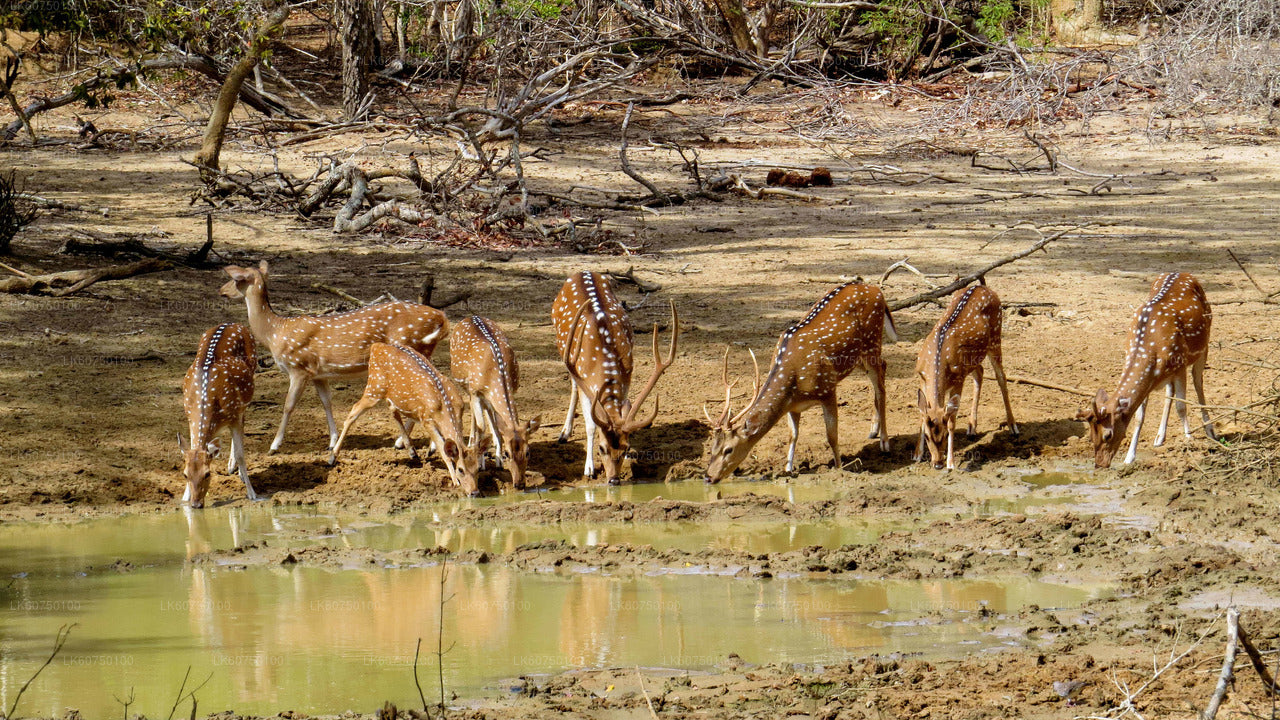 Yala National Park Safari from Mattala