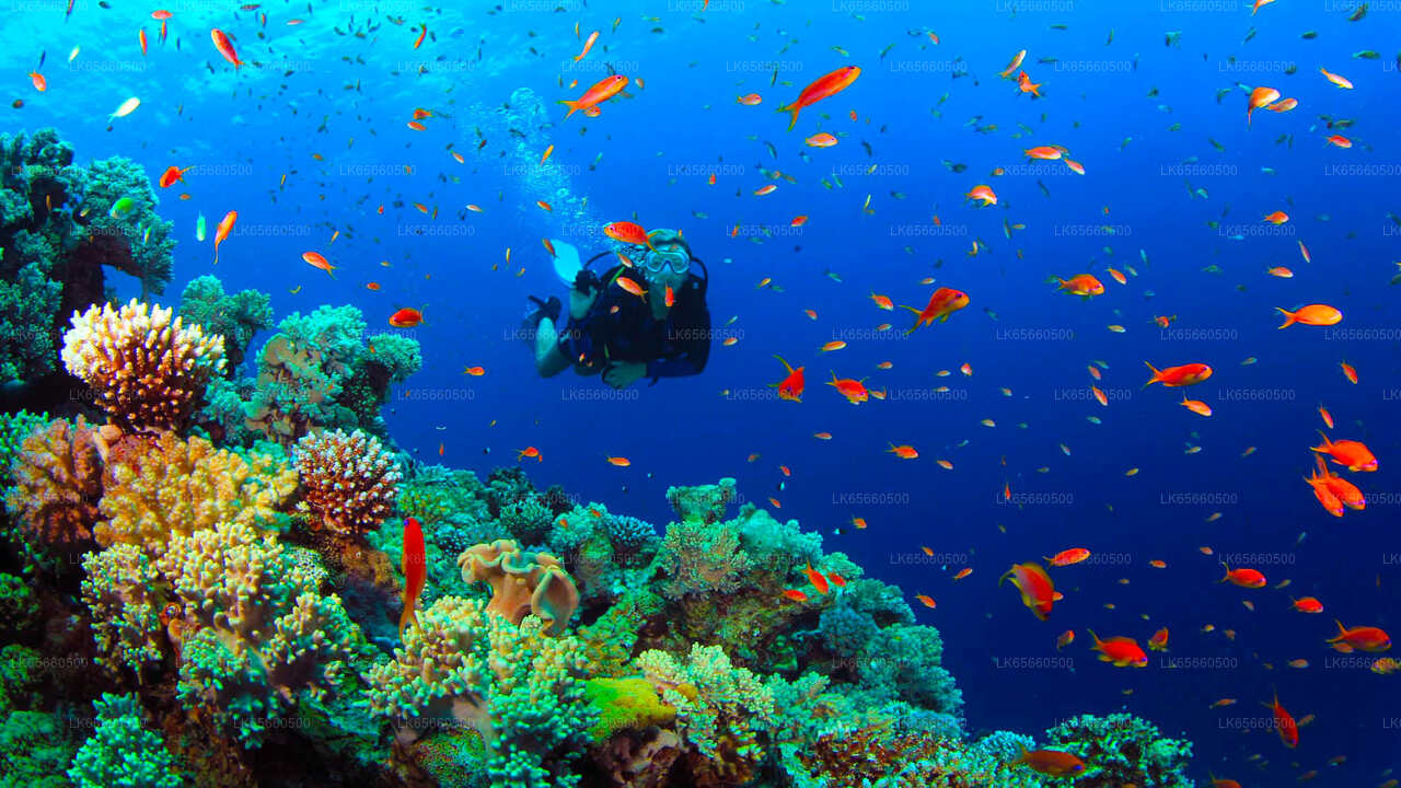 Adventure Dive Package from Mount Lavinia