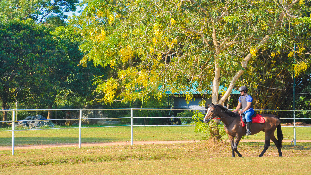 Horse Riding for Beginners from Habarana