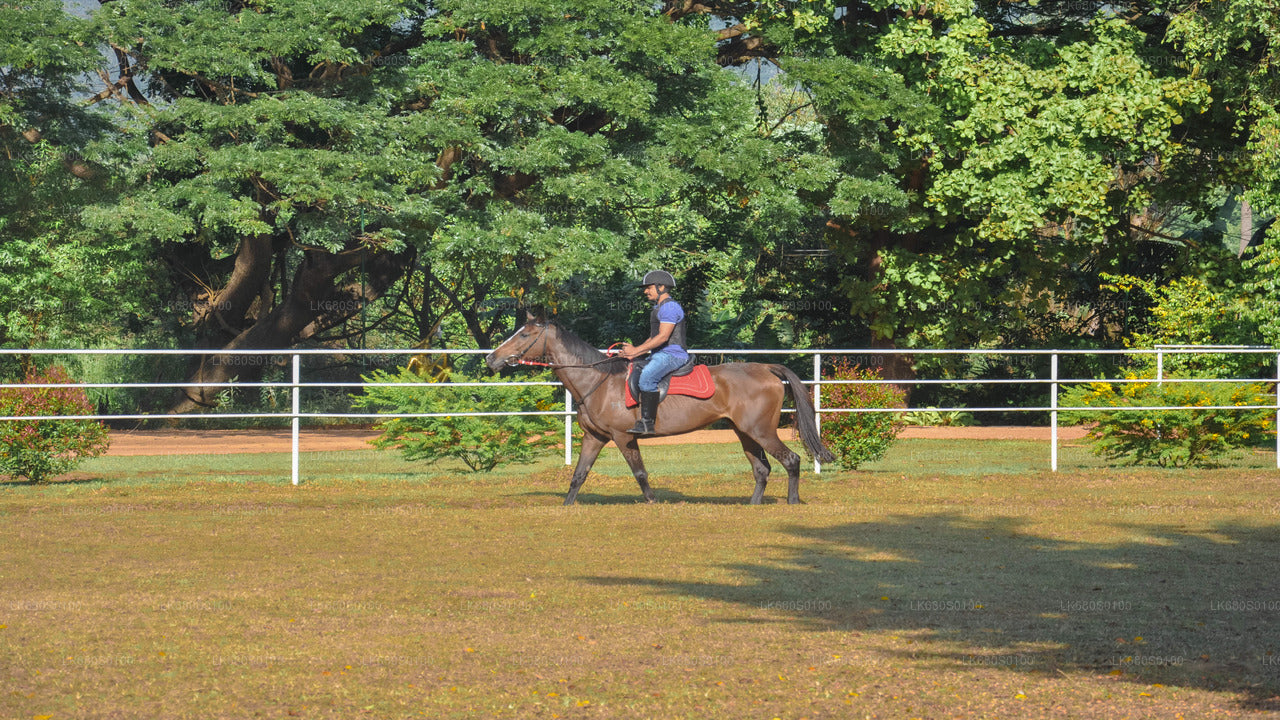Horse Riding for Beginners from Habarana
