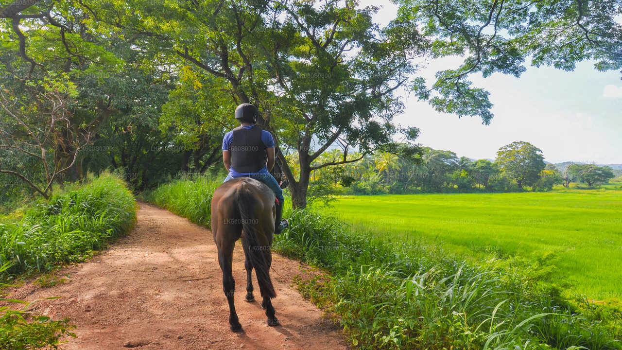Horse Ride around a Village from Habarana