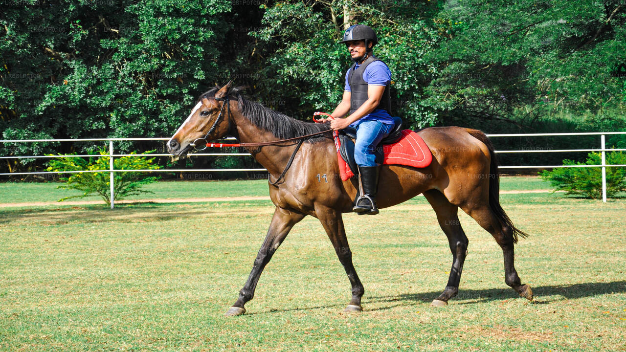 Horse Riding for Beginners from Negombo