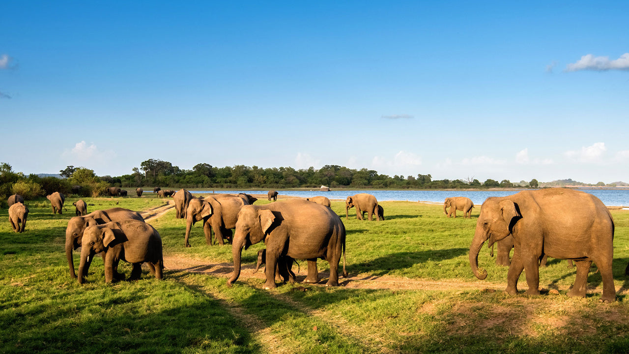 Minneriya National Park Entrance Ticket