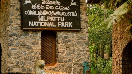 Wilpattu National Park Entrance Tickets