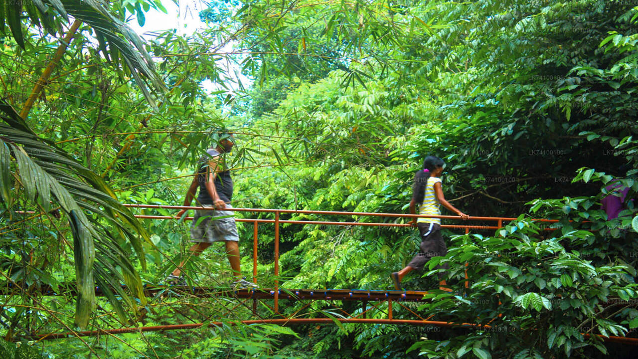 Rainforest Trekking from Kitulgala