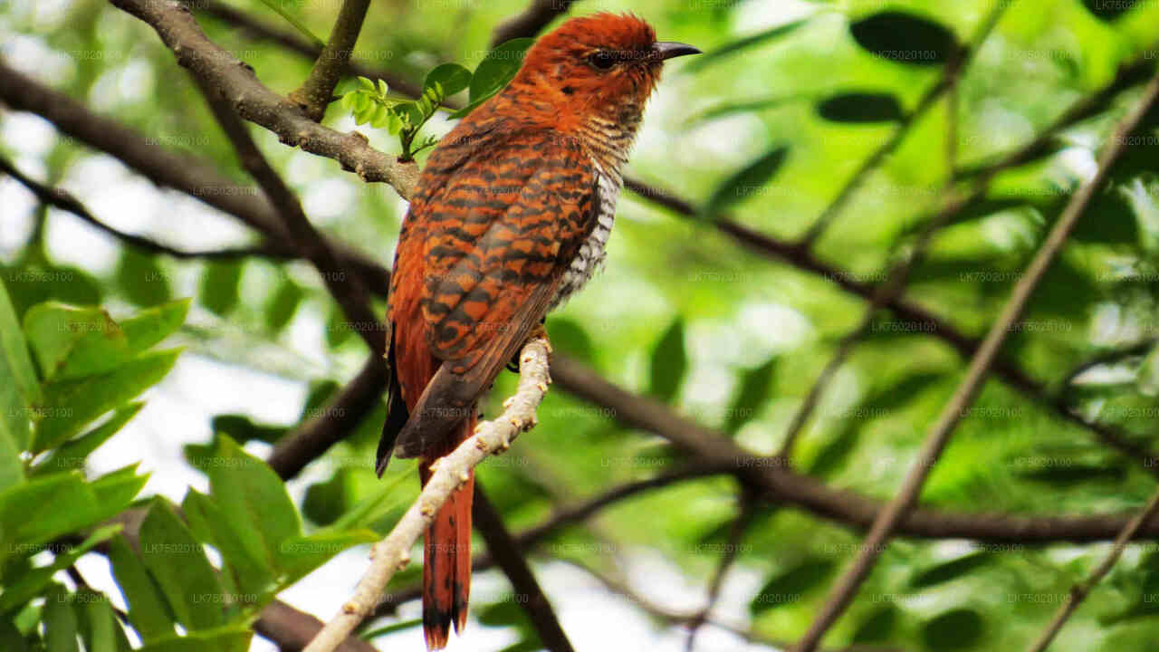 Birdwatching from Udawatta Kele Forest Reserve