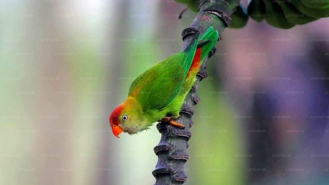 Birdwatching from Kitulgala