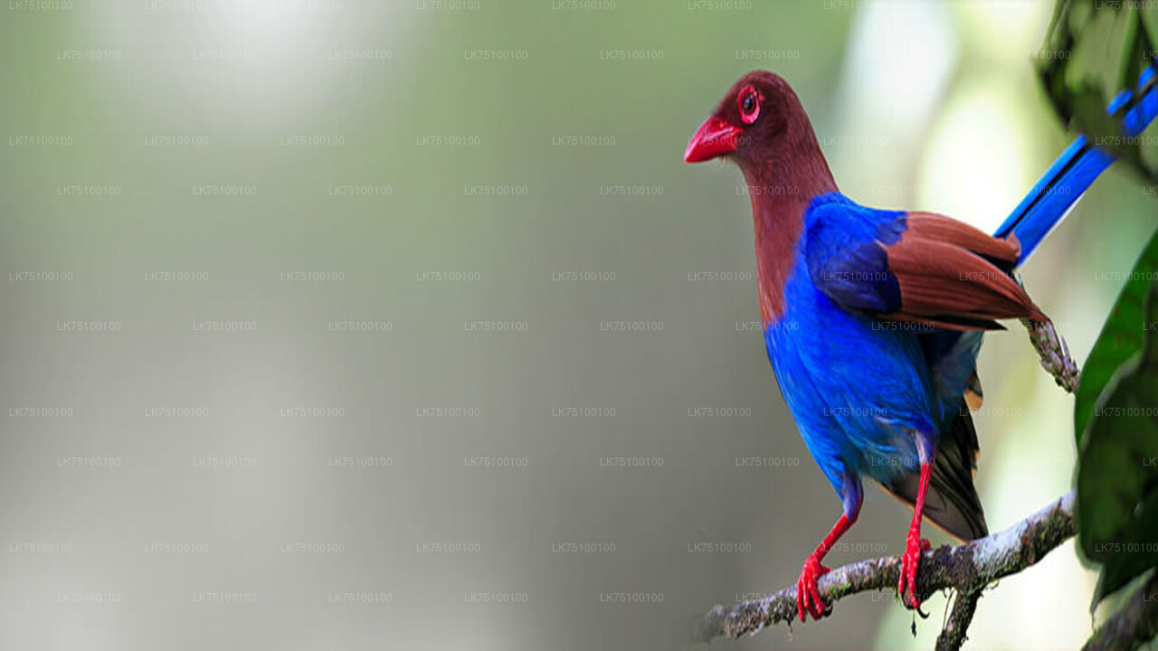 Birdwatching from Kitulgala