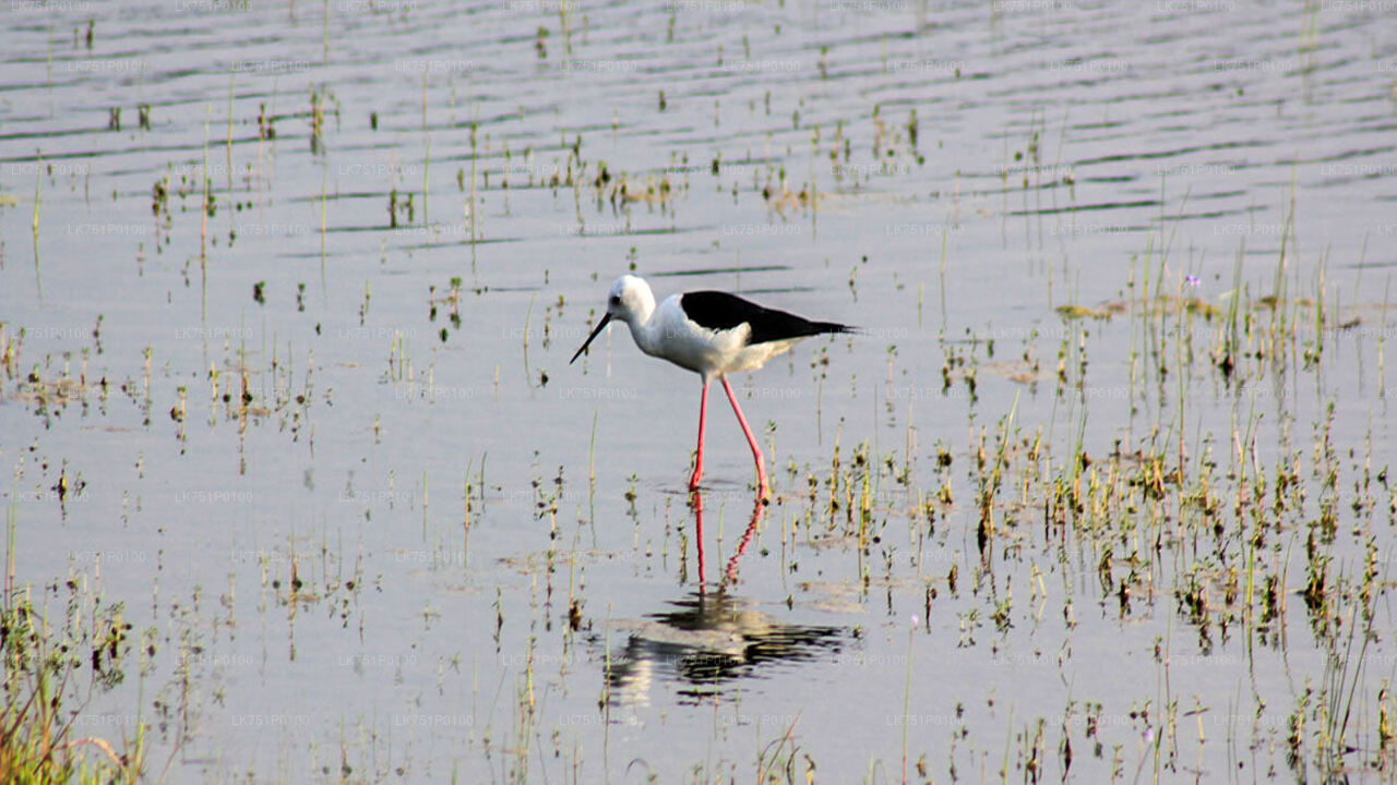 Birdwatching at Muthurajawela Marsh from Negombo