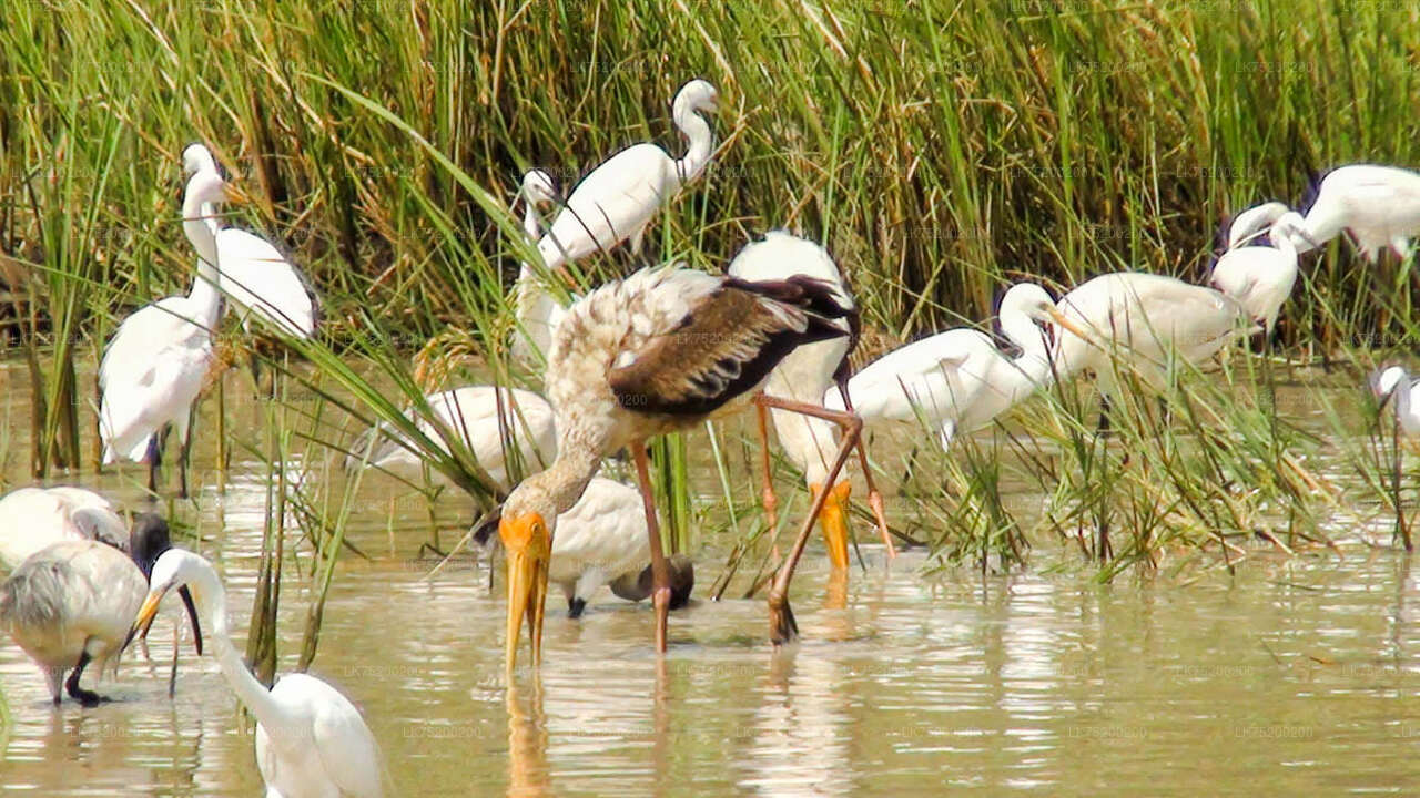 Birdwatching in Chundikulam National Park