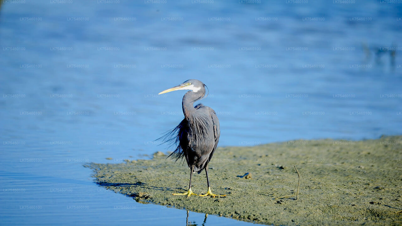 Birdwatching walk on Mannar Island