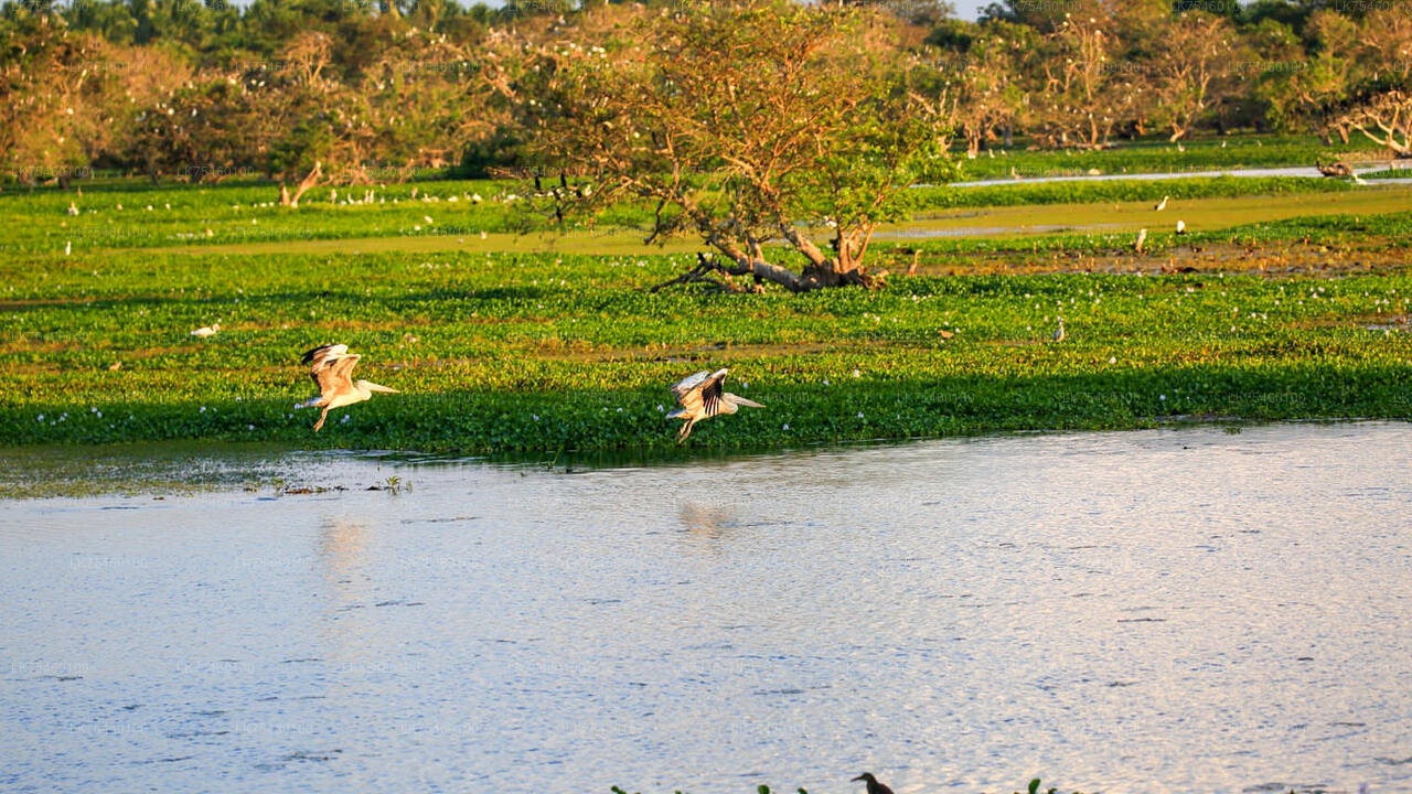 Birdwatching walk on Mannar Island