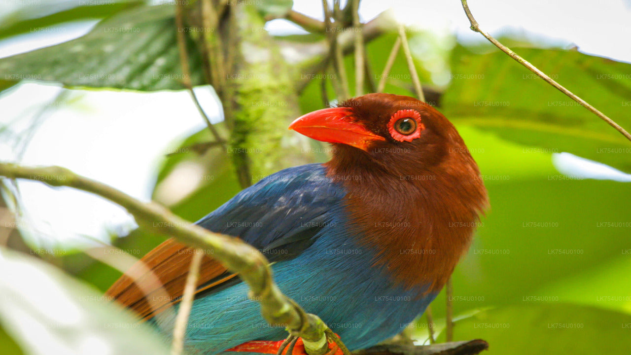 Birdwatching from Sinharaja Rainforest